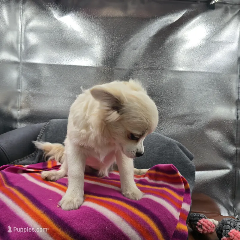 Cotton Full AKC – Chihuahua puppy for sale in Cullowhee, NC