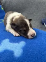 Full AKC Zina M 4, a male Shetland Sheepdog for sale in Cullowhee, NC – 5 of 9