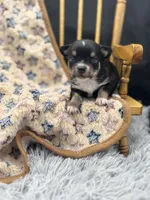  tri male long coat AKC , a male Chihuahua for sale in Cullowhee, NC – 8 of 10