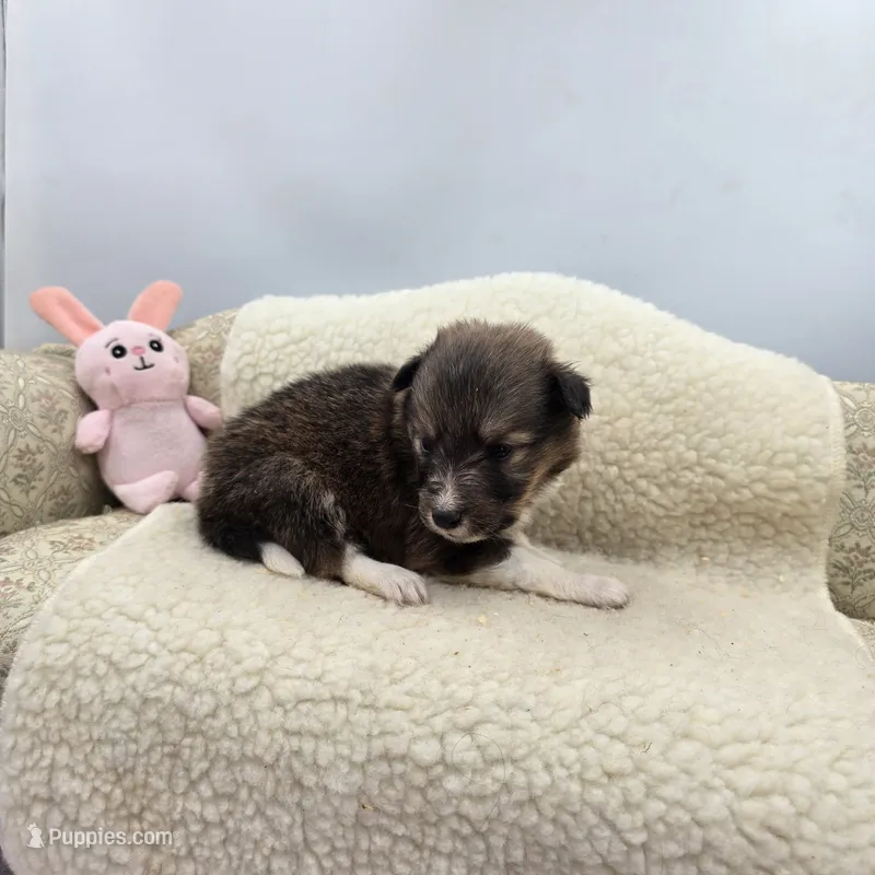 Full AKC Zina F 1 – Shetland Sheepdog puppy for sale in Cullowhee, NC