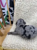 JDs Blue Merle LC Full AKC , a female Chihuahua for sale in Cullowhee, NC – 10 of 10