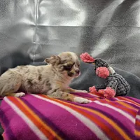 Chocolate Merle Rain full  AKC , a female Chihuahua for sale in Cullowhee, NC – 10 of 10