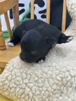 JDs black n white LC female , a female Chihuahua for sale in Cullowhee, NC – 5 of 10