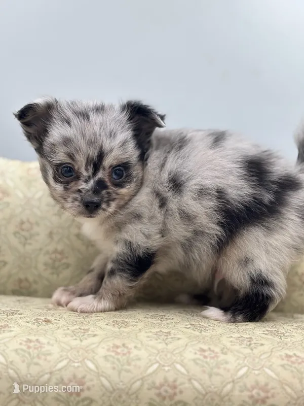 Full AKC Juliette Male # 2 – Chihuahua puppy for sale in Cullowhee, NC