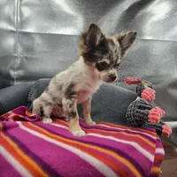 River male full AKC , a male Chihuahua for sale in Cullowhee, NC – 5 of 10