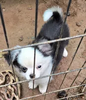 Kitkat Full Akc Champion sire male, a male Chihuahua for sale in Cullowhee, NC – 9 of 9