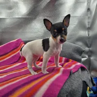 Tesla # 1 Full Akc, a female Toy Fox Terrier for sale in Cullowhee, NC – 9 of 10