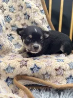  tri male long coat AKC , a male Chihuahua for sale in Cullowhee, NC – 6 of 10