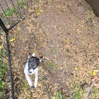Gidget, a female Toy Fox Terrier for sale in Cullowhee, NC – 3 of 9