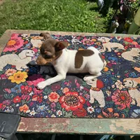 Cupcake chocolate male, a male Toy Fox Terrier for sale in Cullowhee, NC – 5 of 10