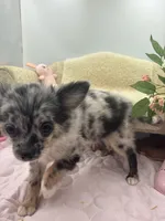 Full AKC Juliette Male # 2, a male Chihuahua for sale in Cullowhee, NC – 4 of 10