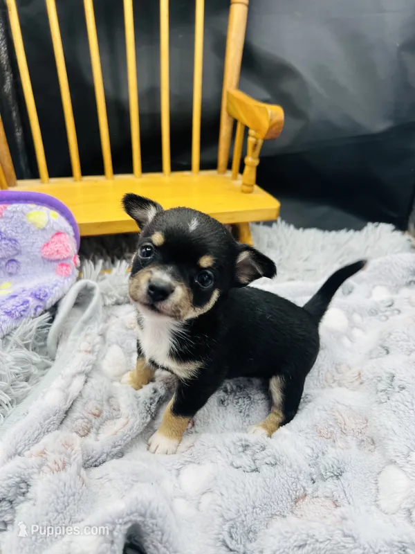  tri male 2  AKC  – Chihuahua puppy for sale in Cullowhee, NC
