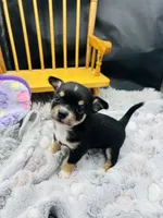  tri male 2  AKC , a male Chihuahua for sale in Cullowhee, NC – 1 of 10