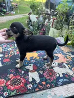 Caroline m1, a male Chihuahua for sale in Cullowhee, NC – 10 of 10