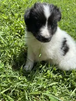Lucy female full AKC , a female Shetland Sheepdog for sale in Cullowhee, NC – 7 of 10