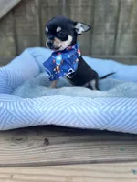 Tri male 1 AKC , a male Chihuahua for sale in Cullowhee, NC – 7 of 9