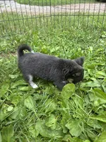 Freyas female full AKC , a female Chihuahua for sale in Cullowhee, NC – 9 of 10