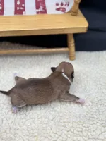 Fawn sable female full AKC, a female Chihuahua for sale in Cullowhee, NC – 10 of 10