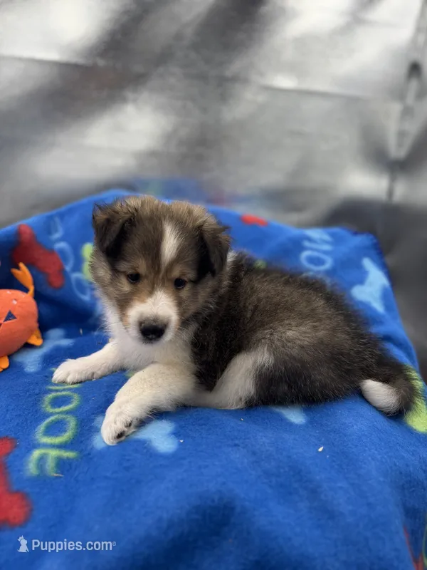 Full AKC Zina M 4 – Shetland Sheepdog puppy for sale in Cullowhee, NC