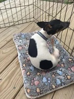 Full AKC Mini's Male #2, a male Toy Fox Terrier for sale in Cullowhee, NC – 10 of 10