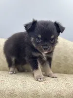 Full AKC Juliette Male # 4 , a male Chihuahua for sale in Cullowhee, NC – 1 of 10