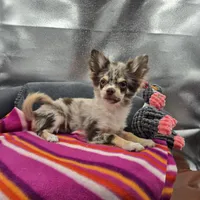 River male full AKC , a male Chihuahua for sale in Cullowhee, NC – 8 of 10