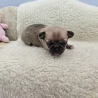 Zoey Full Akc male, a male Chihuahua for sale in Cullowhee, NC – 5 of 10