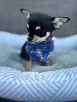 Tri male 1 AKC , a male Chihuahua for sale in Cullowhee, NC – 2 of 9