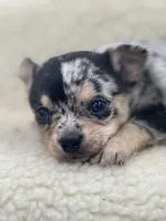 Ravens male full AKC , a male Chihuahua for sale in Cullowhee, NC – 7 of 10