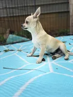 Full AKC Summer Male 1, a male Chihuahua for sale in Cullowhee, NC – 2 of 9