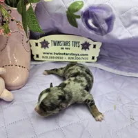 Full Akc Charlotte Blue merle female, a female Chihuahua for sale in Cullowhee, NC – 3 of 10