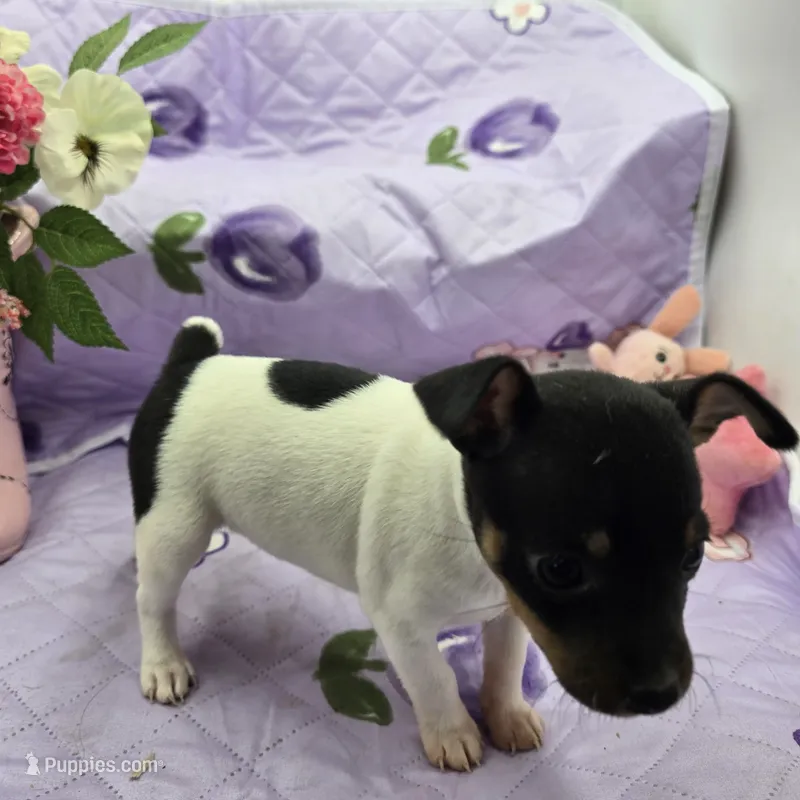 Minnie's boy full Akc – Toy Fox Terrier puppy for sale in Cullowhee, NC