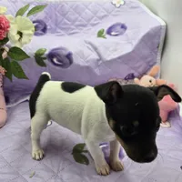 Minnie's boy full Akc, a male Toy Fox Terrier for sale in Cullowhee, NC – 1 of 10
