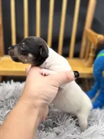 Topanga Female full AKC , a female Toy Fox Terrier for sale in Cullowhee, NC – 8 of 10