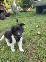 Lucy male black and white full AKC , a male Shetland Sheepdog for sale in Cullowhee, NC – 10 of 10