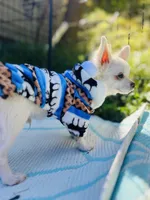 Full AKC Snowy Hidden Merle male, a male Chihuahua for sale in Cullowhee, NC – 10 of 10