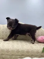 Full AKC Juliette Male # 3, a male Chihuahua for sale in Cullowhee, NC – 8 of 10