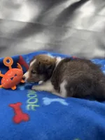 Full AKC Zina M 4, a male Shetland Sheepdog for sale in Cullowhee, NC – 3 of 10