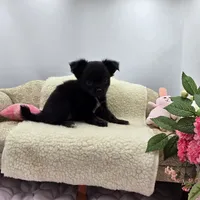 Full Akc Juliette Female1, a female Chihuahua for sale in Cullowhee, NC – 4 of 10