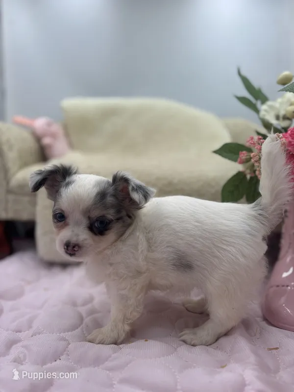 Full AKC Blue Eyed Jill female – Chihuahua puppy for sale in Cullowhee, NC