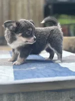 Freyas female full AKC , a female Chihuahua for sale in Cullowhee, NC – 6 of 10