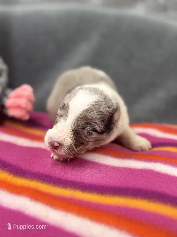 Full AKC Zina F 2 – Shetland Sheepdog puppy for sale in Cullowhee, NC