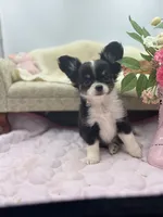 Full AKC Jack Male , a male Chihuahua for sale in Cullowhee, NC – 10 of 10