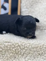 JDs black n white LC female , a female Chihuahua for sale in Cullowhee, NC – 2 of 10