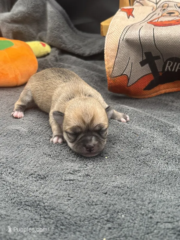 Panda Female 2 full AKC  – Chihuahua puppy for sale in Cullowhee, NC