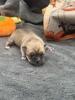 Panda Female 2 full AKC , a female Chihuahua for sale in Cullowhee, NC – 1 of 10