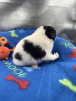 Lucy male #2 full AKC , a male Shetland Sheepdog for sale in Cullowhee, NC – 8 of 10