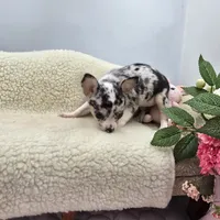 Selina female full AKC , a female Chihuahua for sale in Cullowhee, NC – 10 of 10