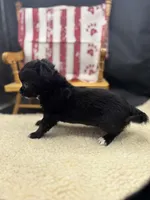 Janice black n white LC female , a female Chihuahua for sale in Cullowhee, NC – 1 of 10