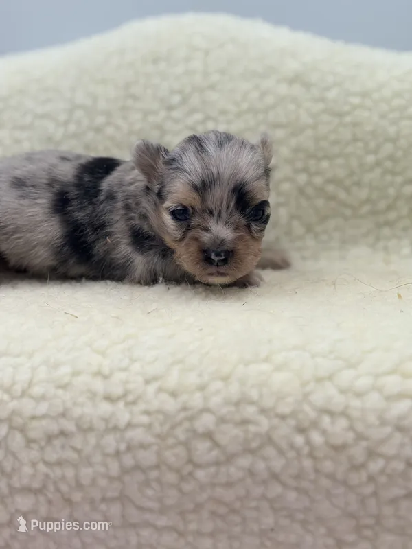 Full AKC Lilly Female  – Chihuahua puppy for sale in Cullowhee, NC